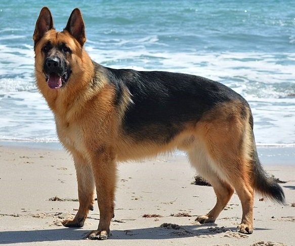 Adult Female GSD