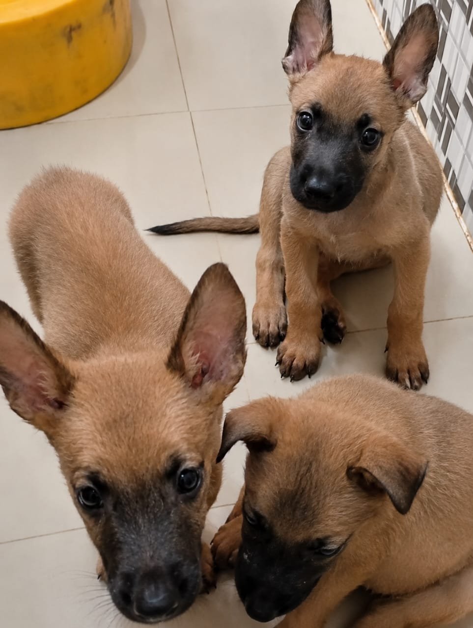 Pure breed Belgian malinios